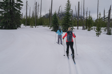 Nordic Adult (Ages 13-64)